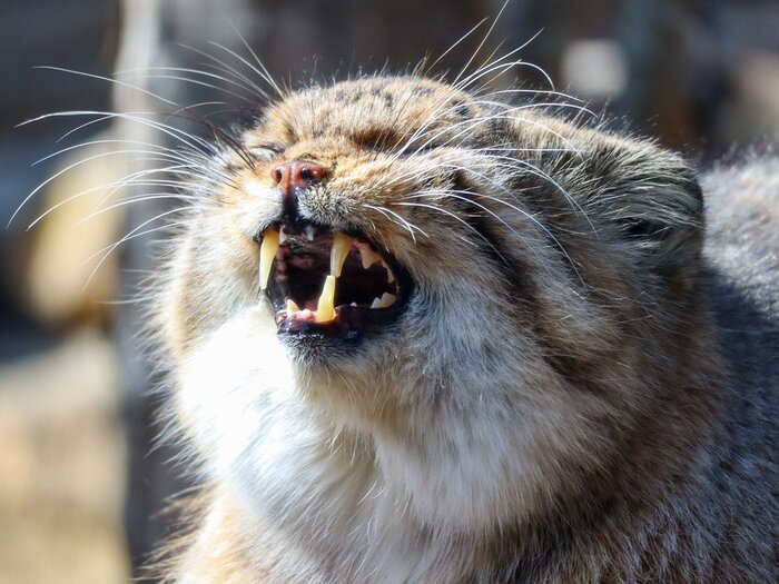 Я радуюсь раннему, утреннему солнышку...