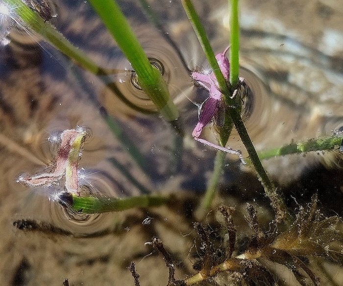 Он очень стеснялся....