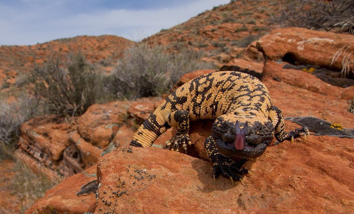 Если ядозуб перегревается, он охлаждается через... клоаку. Работает механизм примерно так же, как у собаки — высунутый язык. Жидкость на слизистых испаряется и помогает охладиться организму.