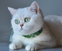 ���� ����������� ���������� ������� � ��� � ���