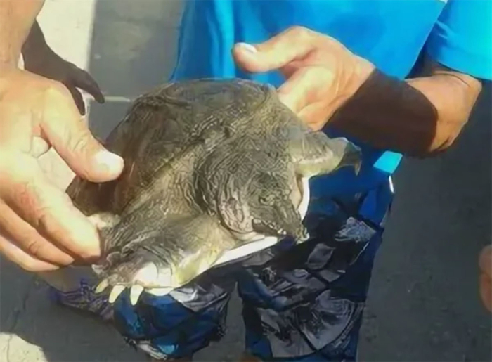 Этот экземпляр попался рыбаку в Чебоксарах (Волга).