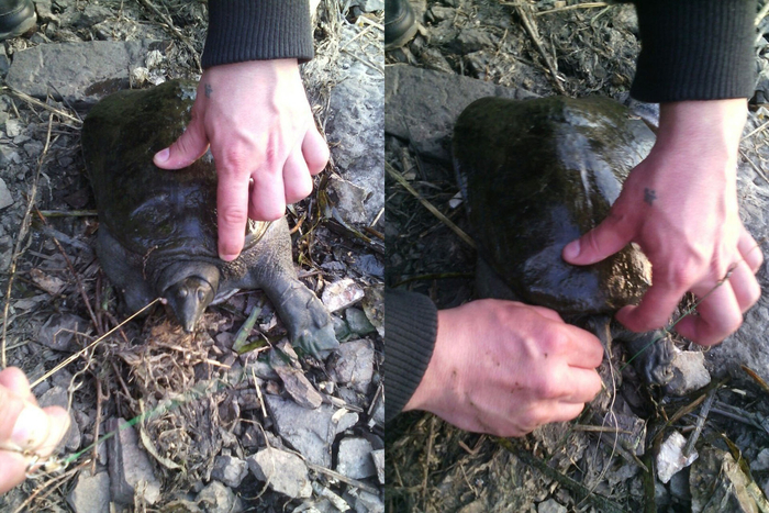 Черепаха, попавшаяся на крючок в пруду Магнитогорска.