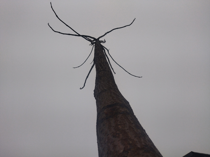 Так моя павловния выглядит сейчас, зимой.