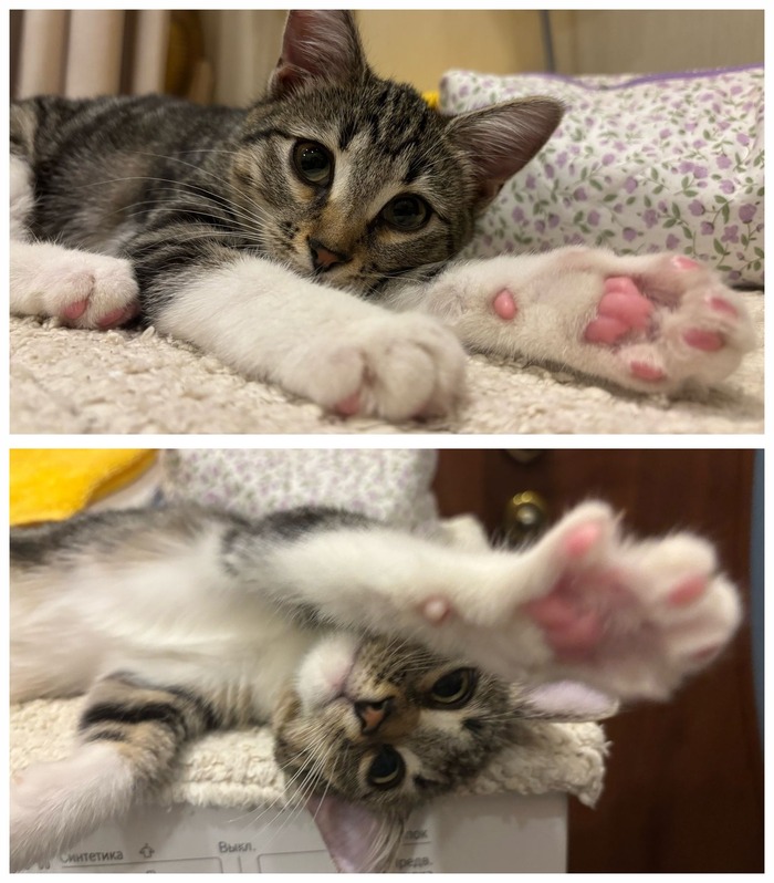 Котенок-девочка Зейтин уехала домой 18.02.2025 в возрасте 3 месяцев