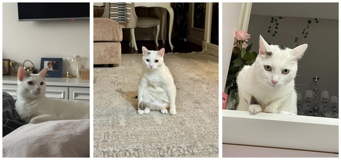 Котик Пелле стал домашним 30.05.2020 в возрасте 1.5 месяцев