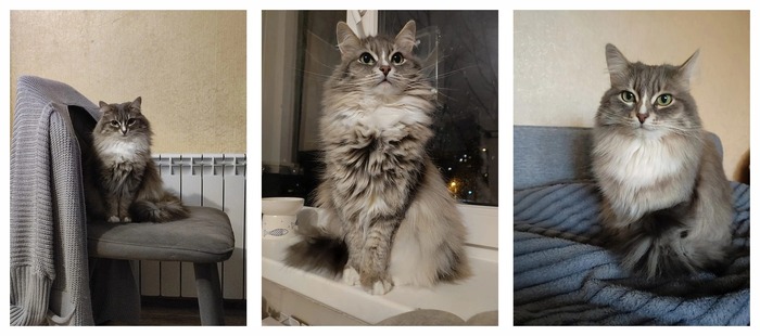 Кошечка Аквилегия стала домашней 08.03.2024 в возрасте 6 лет