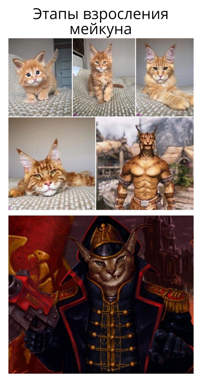      -,  , Warhammer 40k, Wh humor, 