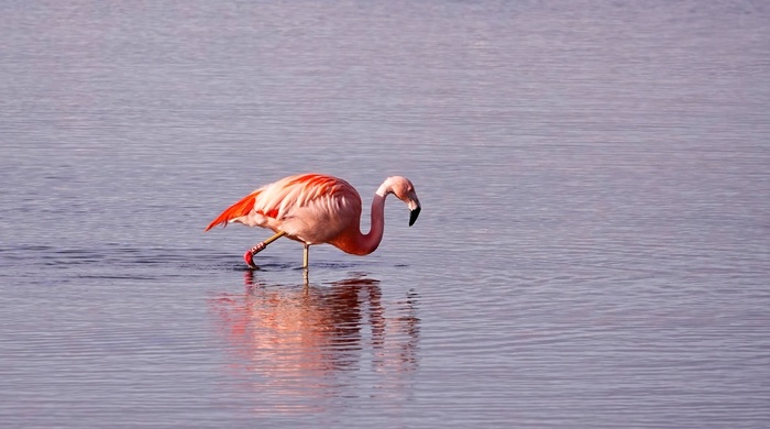      .          (      ), ,   .