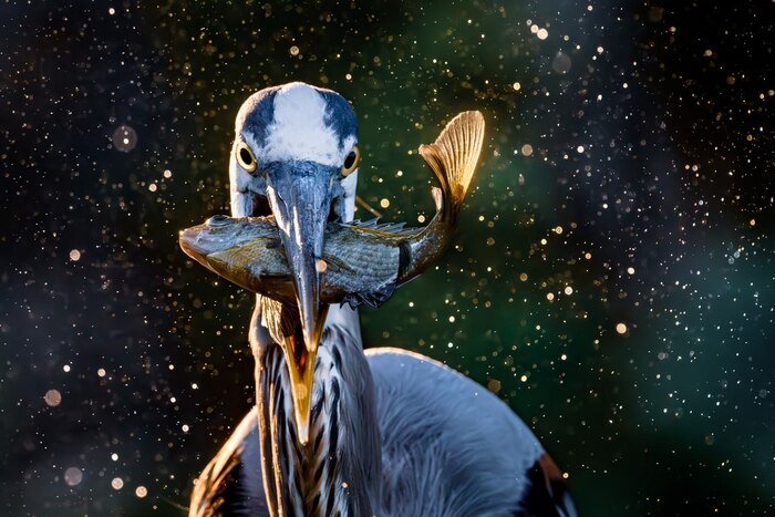   Sony World Photography Awards 2025,     , , Pikabu Publish Bot, , Sony World Photography Awards