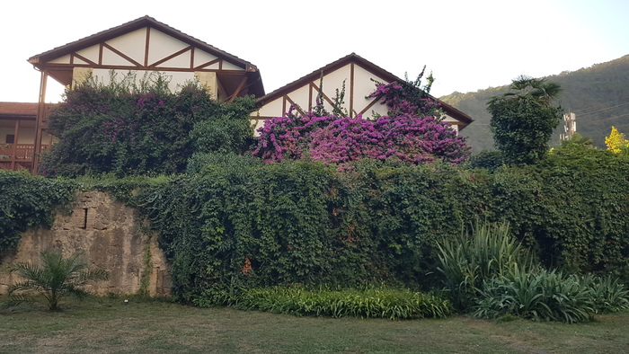 Зеленая стена