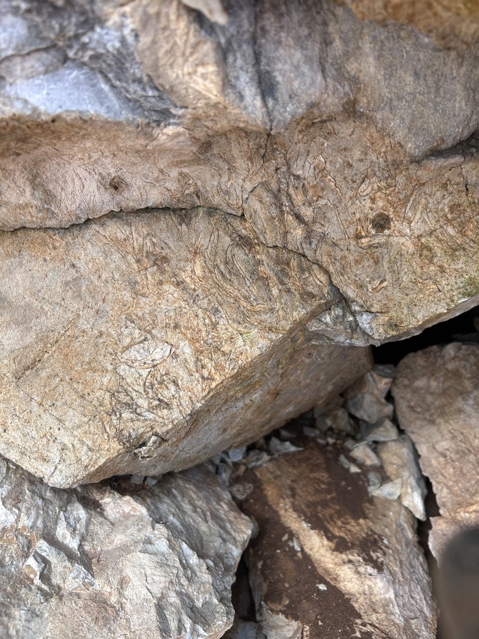 Верный знак, что здесь можно найти окаменелые раковины, если сдвинуть пару камней.