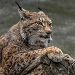 Tapanga