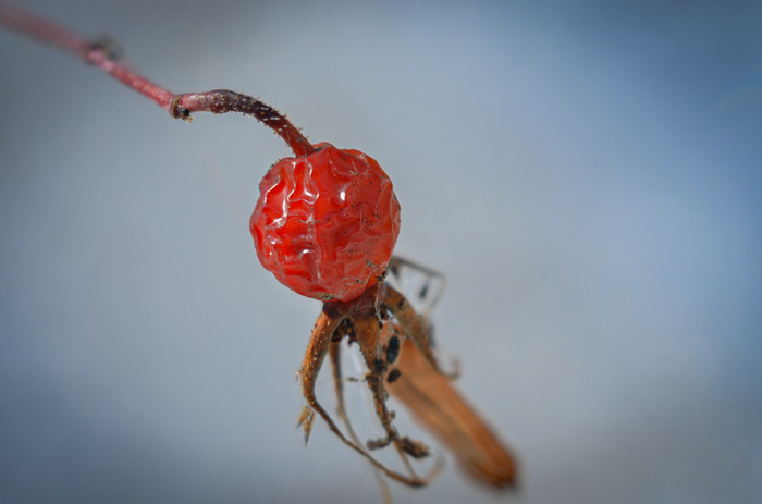   , , Nikon, , , ,  , , , , ,  , , ,  , 