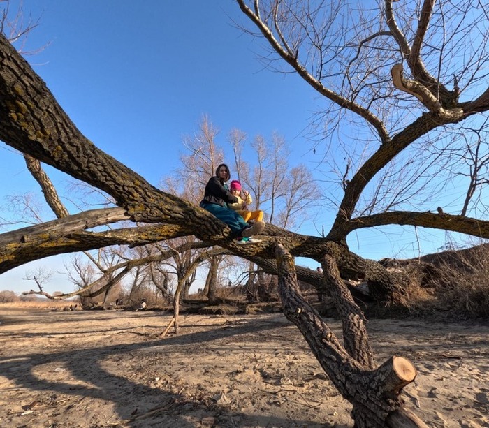 Мощное дерево