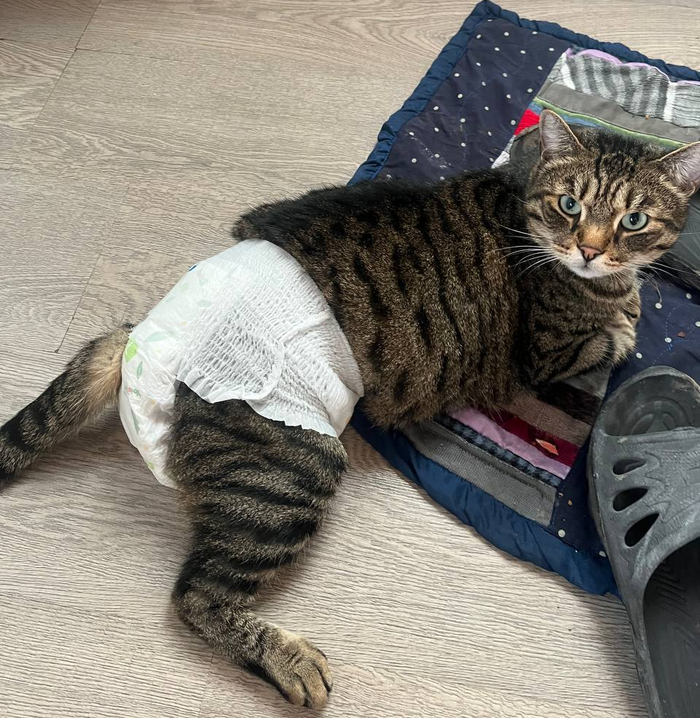 Что смотришь? кота в подгузе никогда не видел?