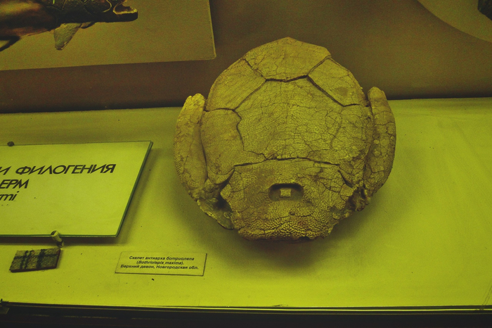 Моё фото. Панцирная рыба из отряда плакодерм ботриолепис, верхний девон Новгородской области. Палеонтологический музей им. Ю. А Орлова.