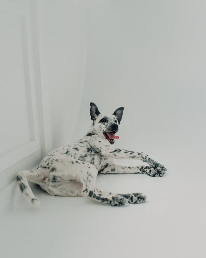 Особенный щенок очень хочет домой!