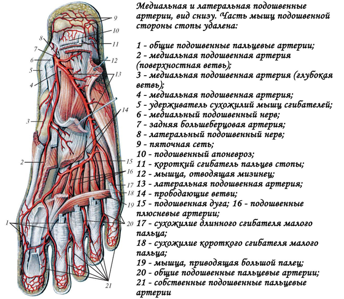 Питание при хронической венозной недостаточности ступней