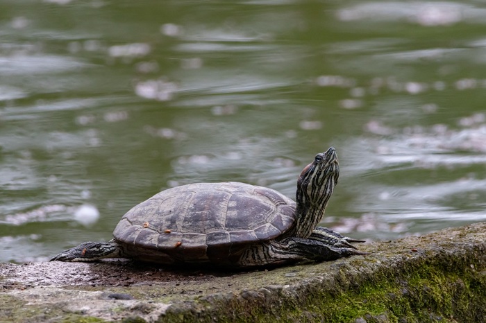 Красноухая черепаха