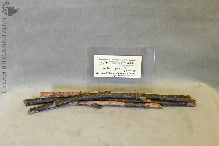 Образцы древесины черной смородины из Казахстана. Дендрологическая коллекция Ботанического музея БИН РАН.