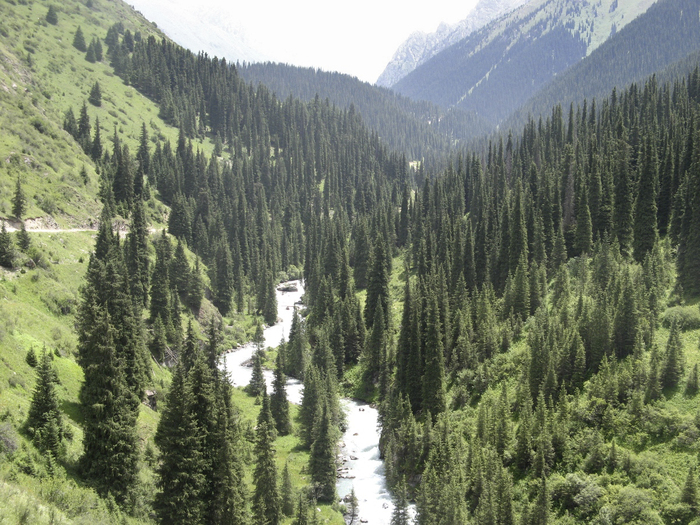 Ель Шренка (Pícea schrenkiana). Фото с сайта <!--noindex--><a href="https://pikabu.ru/story/botanik_ai_shrenk_12563859?u=http%3A%2F%2Fc-c-o.ru&t=c-c-o.ru&h=41f5642cb9d7b6819c7eddd86f7567272acaefeb" title="http://c-c-o.ru" target="_blank" rel="nofollow noopener">c-c-o.ru</a><!--/noindex-->.