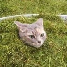 snek161