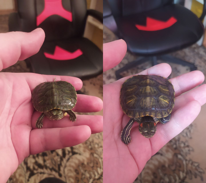 Было - стало. Между фотографиями буквально два месяца