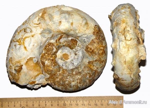 Фото <a href="https://pikabu.ru/story/istoriya_semeystv_ammonitov__aspidoceratidae_chast_5_12564771?u=https%3A%2F%2Fvk.com%2Faway.php%3Fto%3Dhttps%253A%252F%252Fwww.ammonit.ru%252Ffoto%252F27397.htm%26cc_key%3D&t=Aspidoceras%20karpinskii&h=66fe65d196f6183fc5686e22eaaa248d82c68989" title="https://vk.com/away.php?to=https%3A%2F%2Fwww.ammonit.ru%2Ffoto%2F27397.htm&cc_key=" target="_blank" rel="nofollow noopener">Aspidoceras karpinskii</a>, автор <a href="https://pikabu.ru/story/istoriya_semeystv_ammonitov__aspidoceratidae_chast_5_12564771?u=https%3A%2F%2Fvk.com%2Faway.php%3Fto%3Dhttps%253A%252F%252Fwww.ammonit.ru%252Fuser%252FAlex.htm%26cc_key%3D&t=Alex&h=4b9b63723246150f3fa0f6057b7829dd076915b7" title="https://vk.com/away.php?to=https%3A%2F%2Fwww.ammonit.ru%2Fuser%2FAlex.htm&cc_key=" target="_blank" rel="nofollow noopener">Alex</a>