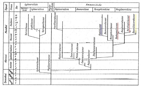 Схема из книги Безносов Н.В., Михайлова И.А. 1991 Высшие таксоны юрских и меловых Ammonitida.