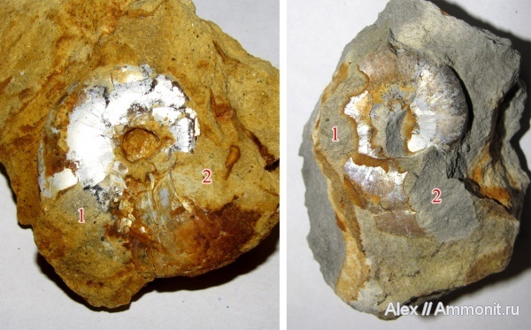 Фото <a href="https://pikabu.ru/story/istoriya_semeystv_ammonitov__aspidoceratidae_chast_5_12564771?u=https%3A%2F%2Fvk.com%2Faway.php%3Fto%3Dhttps%253A%252F%252Fwww.ammonit.ru%252Ffoto%252F22881.htm%26cc_key%3D&t=Aspidoceras-%D1%8B%2C%20%D0%BA%D0%BE%D1%82%D0%BE%D1%80%D1%8B%D1%85%20%D1%81%D1%8A%D0%B5%D0%BB%D0%B8&h=e0da10e1d669ead0bd5c95d3bd7df40a630eddaa" title="https://vk.com/away.php?to=https%3A%2F%2Fwww.ammonit.ru%2Ffoto%2F22881.htm&cc_key=" target="_blank" rel="nofollow noopener">Aspidoceras-ы, которых съели</a>, автор <a href="https://pikabu.ru/story/istoriya_semeystv_ammonitov__aspidoceratidae_chast_5_12564771?u=https%3A%2F%2Fvk.com%2Faway.php%3Fto%3Dhttps%253A%252F%252Fwww.ammonit.ru%252Fuser%252FAlex.htm%26cc_key%3D&t=Alex&h=4b9b63723246150f3fa0f6057b7829dd076915b7" title="https://vk.com/away.php?to=https%3A%2F%2Fwww.ammonit.ru%2Fuser%2FAlex.htm&cc_key=" target="_blank" rel="nofollow noopener">Alex</a>