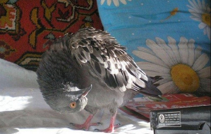          ,      , , ,  ,  ,   (), 