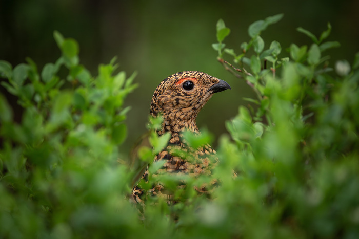 Тундряная куропатка