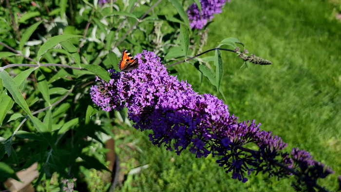 ������� ������ (Buddleja davidii)