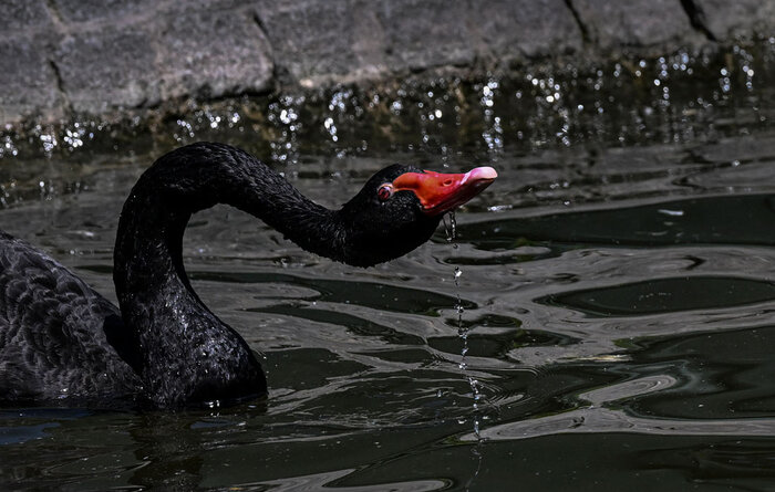 ��� ���� ������ ������, �������� �����.