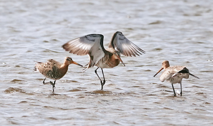 Они признаны национальной птицей Голландии. Сейчас они заняты созданием семьи, как и все птицы в это время, потом улетят на зимовку в Африку.