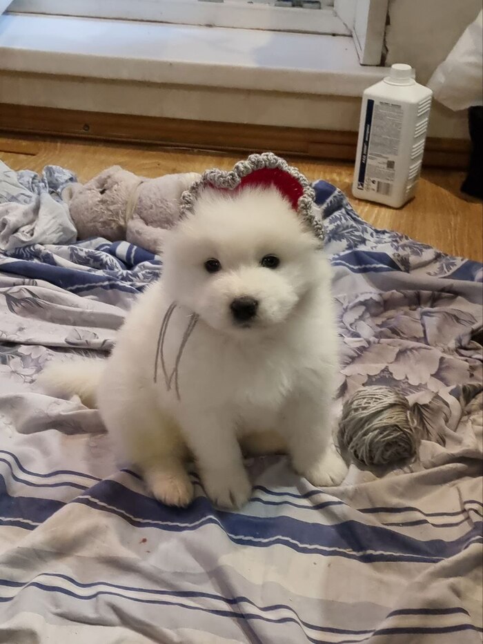 Белый волк замаскировался под красную шапочку)