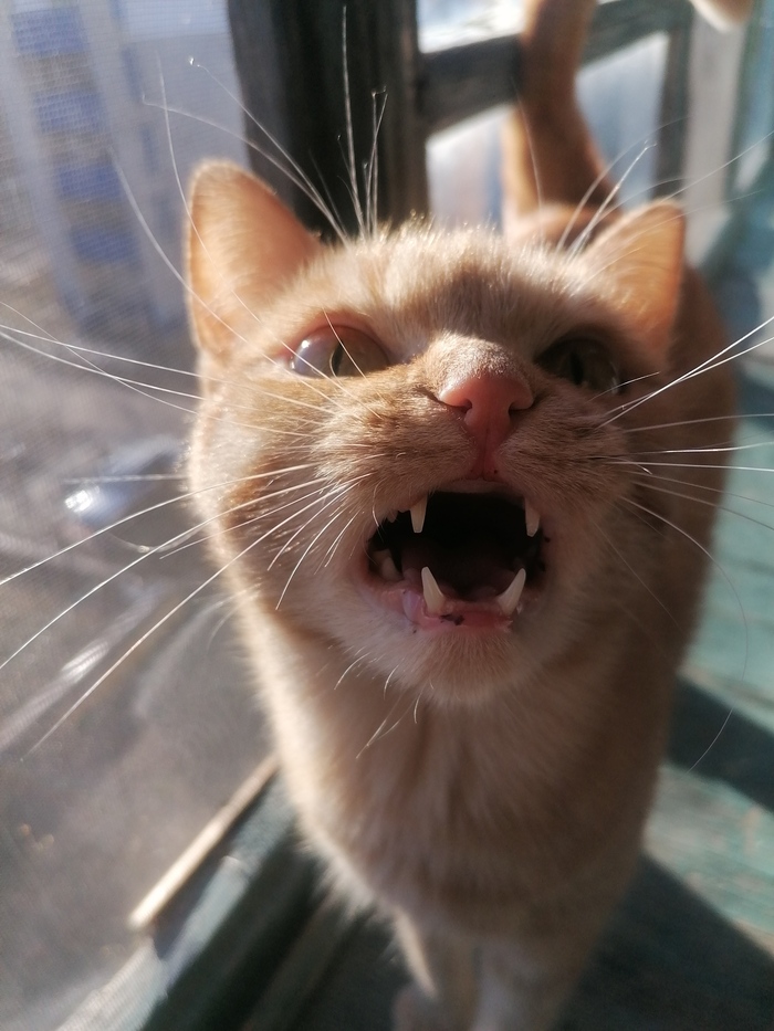 Солнечно-рыжее орущее