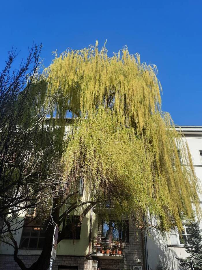  - .  - &#x15B;w. &#x141;azarza (Grzeg&#xF3;rzki - )