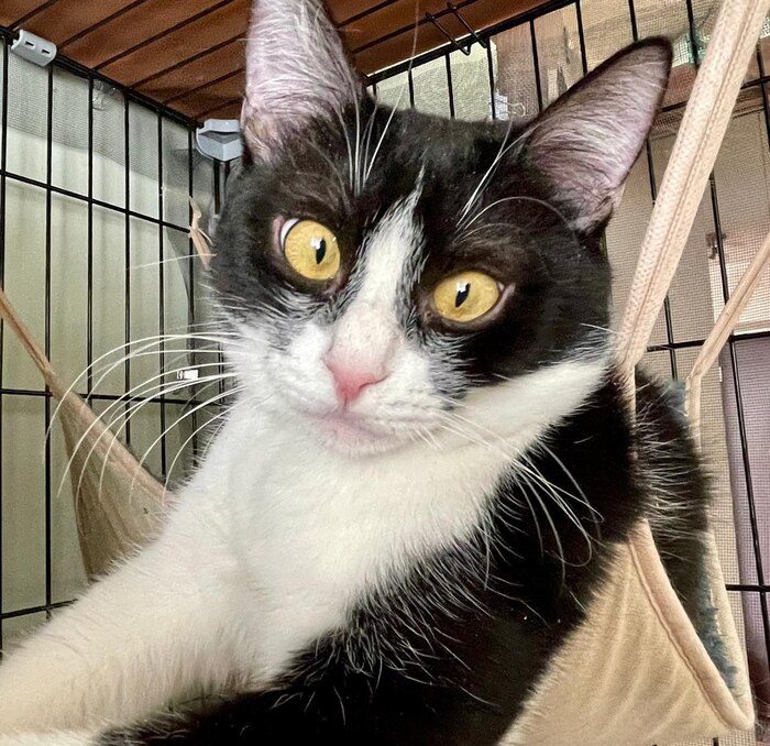 Подарите Шакшуке шанс на жизнь без клетки...