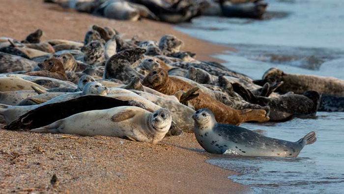 ���������� ������ �� ����� ���������. ���� ������� ����������, ��������: Kaspika