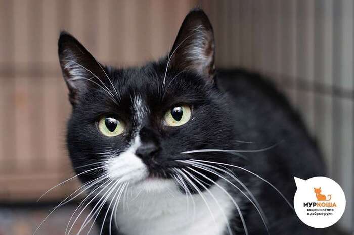 Кошка Крисси