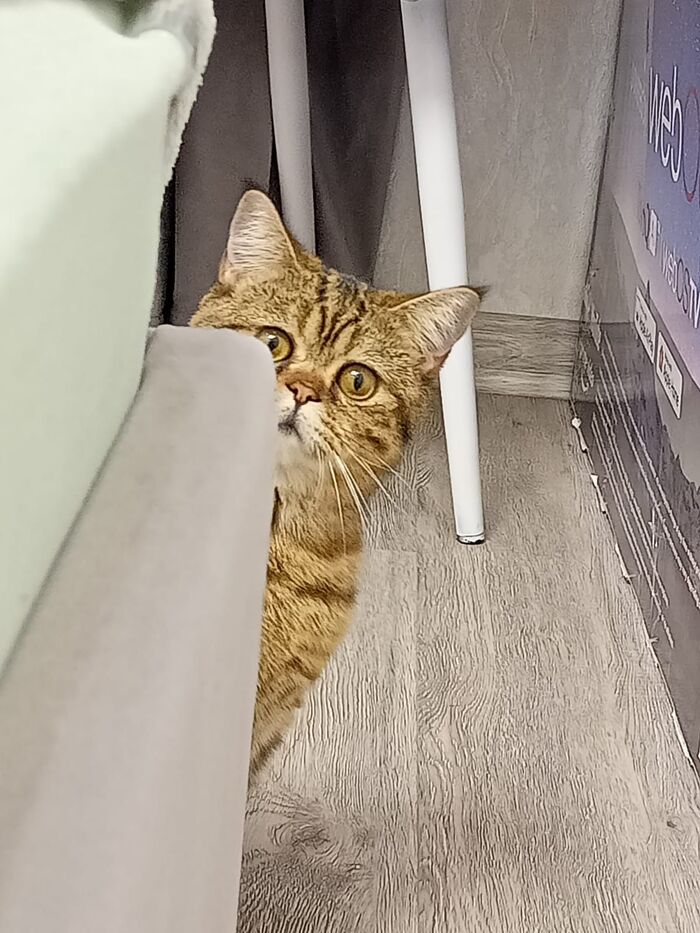 По коту «Филиппу»