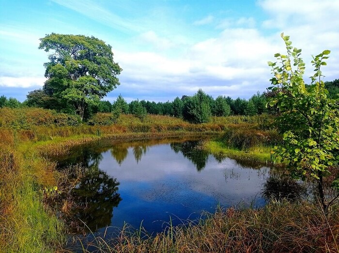 ������������� ����� ������ ���� ������. ����: ���� ��������