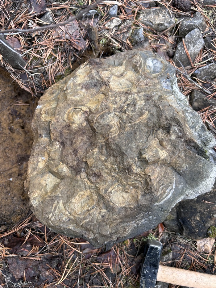 Еще больше брахиопод.