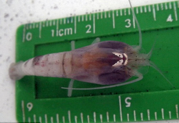 ������� ������������ �������� ��������