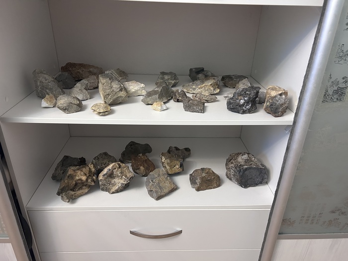 Все достойные экземпляры. Раковины аммонитов, брахиопод, лилии, мшанки, окаменелое дерево.