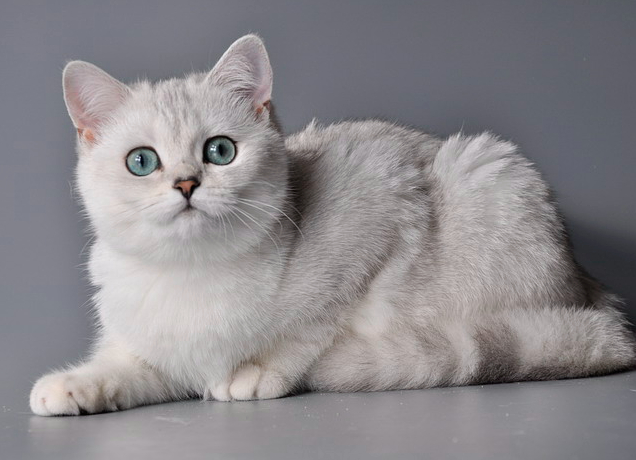 Gzhel Ermine Trace,  ,  .     ,       ,  " "   - .