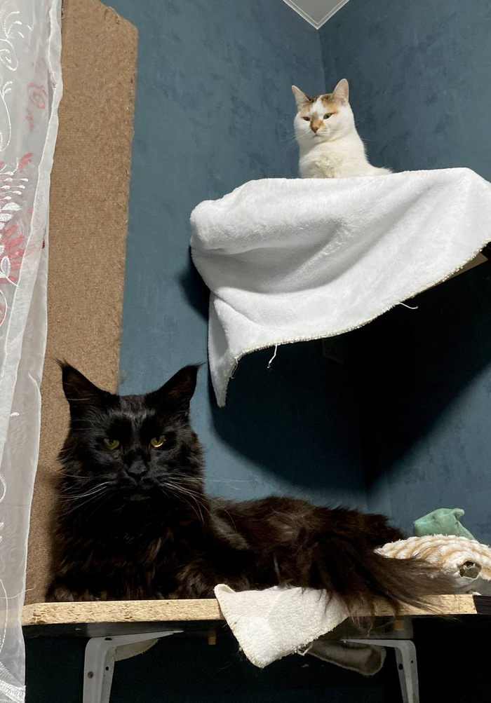 Ох уж этот взгляд!