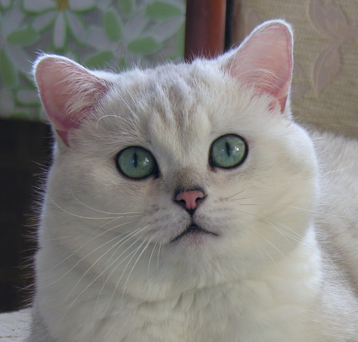         Eric von Burgersruh (2004-  )