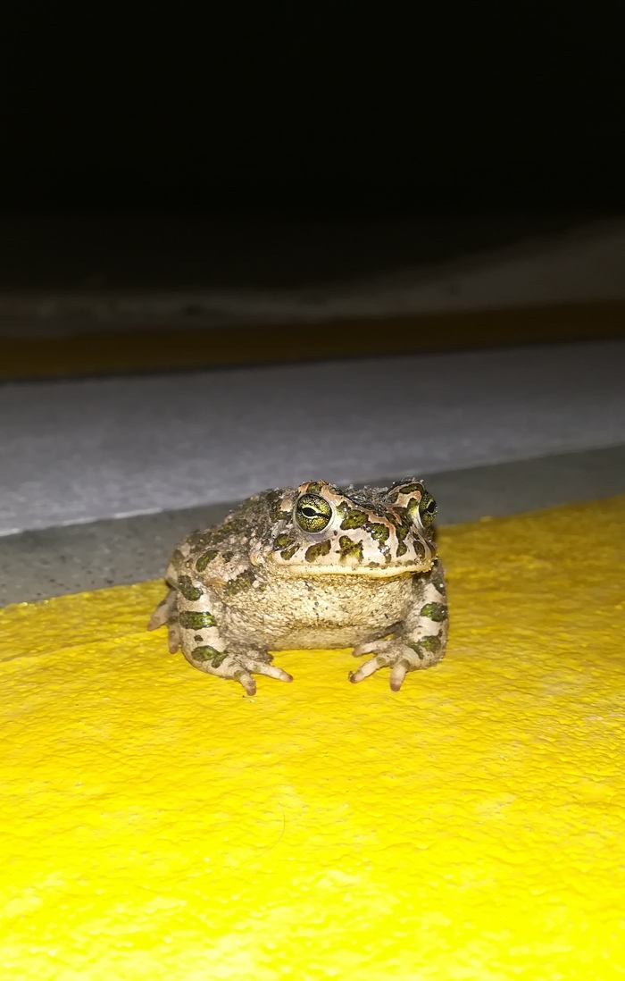    , , It Is Wednesday My Dudes, 